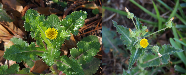 [Two images spliced together. The image on the left has a yellow flower in the center surrounded by large leaves with pointy projections at all their edges. The flower is a tight blooms thick with what appears to be many many long thin petals. The image on the right has multiple buds off the main stem. All but one are completely closed and are shaped like a vase in that the base is a green bulb which extends up to the thinner top which is the completely light beige closed bud (like a closed umbrella). The one open bloom is only about three-quarters open and thus is still somewhat cup-shaped. The leaves on this plant are thicker and not as wide as the ones on the left photo, but they have the same pointy edges. ]